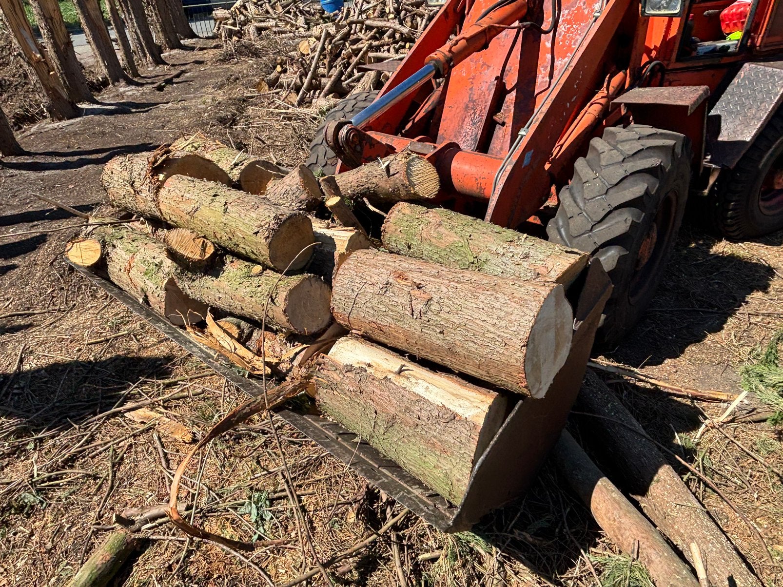 Coniferen hout - Ideaal voor brandhout of decoratie, 6 m³ of meer, Ophalen, Overige houtsoorten, Blokken