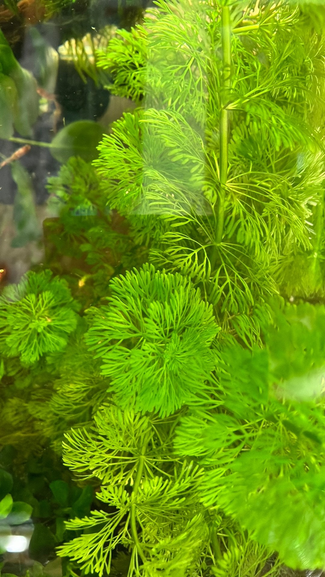 Aquarium planten  Limnophila sessiliflora te koop, Ophalen of Verzenden, Plant(en), Steen of Hout