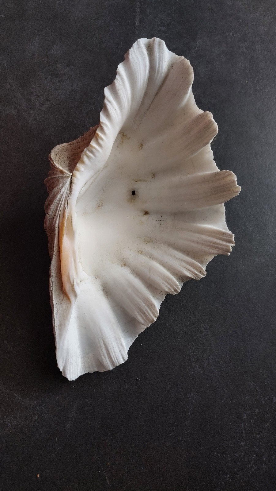 Te koop doopvont schelp, Ophalen of Verzenden, Schelp(en)