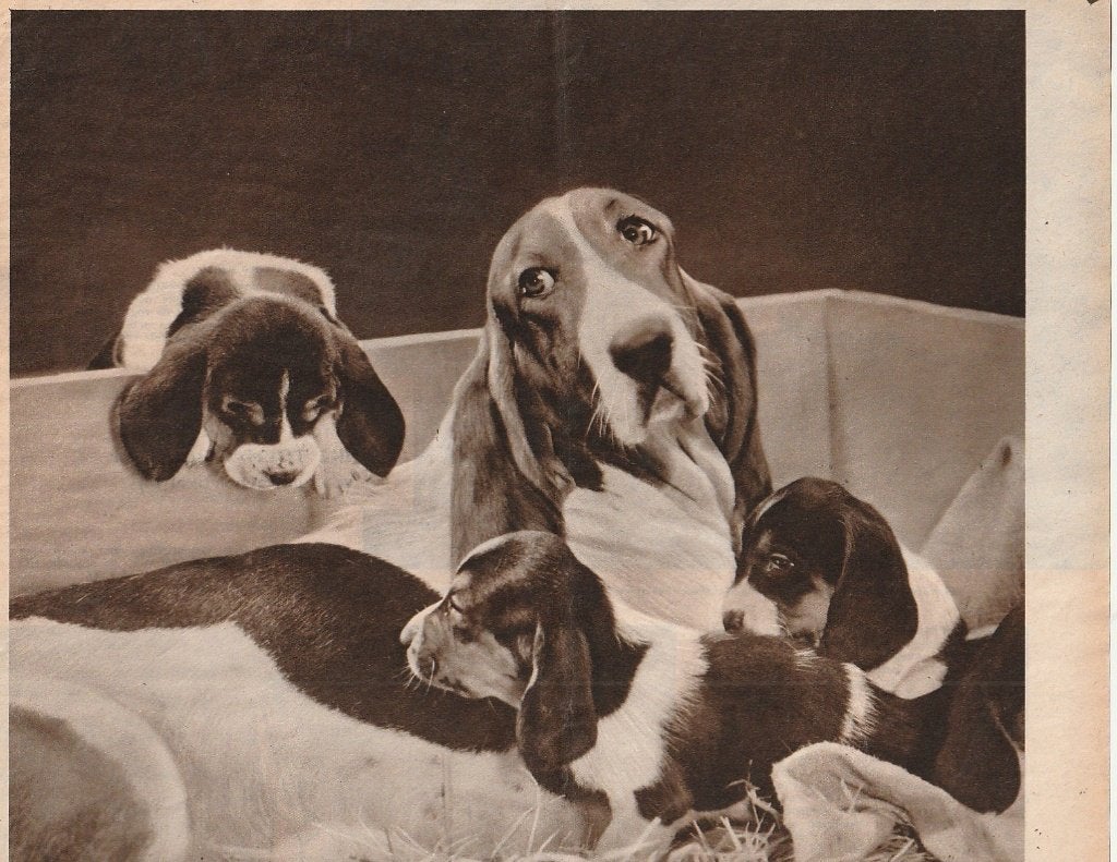 Retro reclame 1957 Kodak film hond met puppies, Verzenden, Overige typen