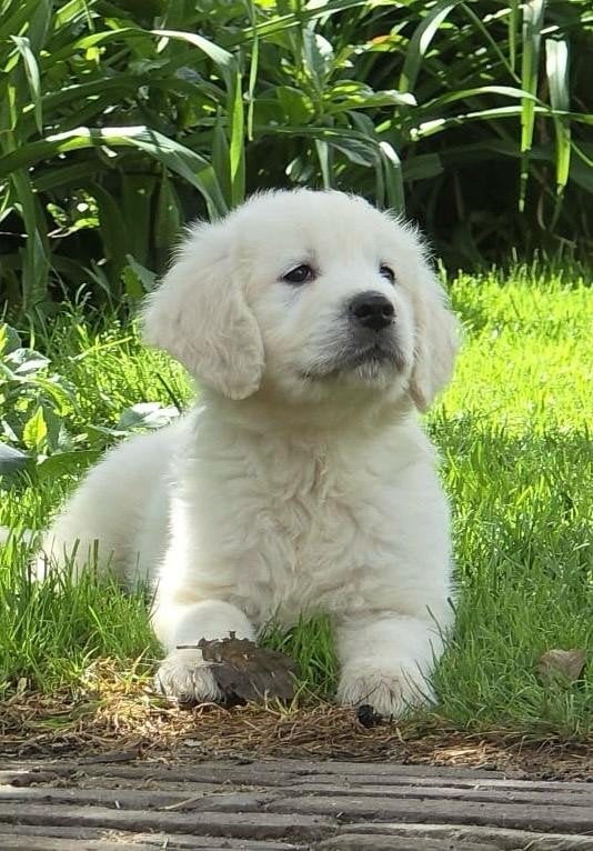 Golden retriever pups, 8 tot 15 weken, Meerdere, Meerdere dieren, Parvo