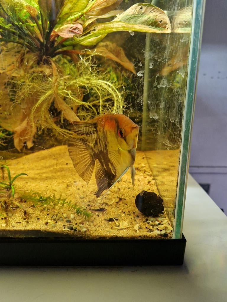 Grote maanvis, Vis, Zoetwatervis
