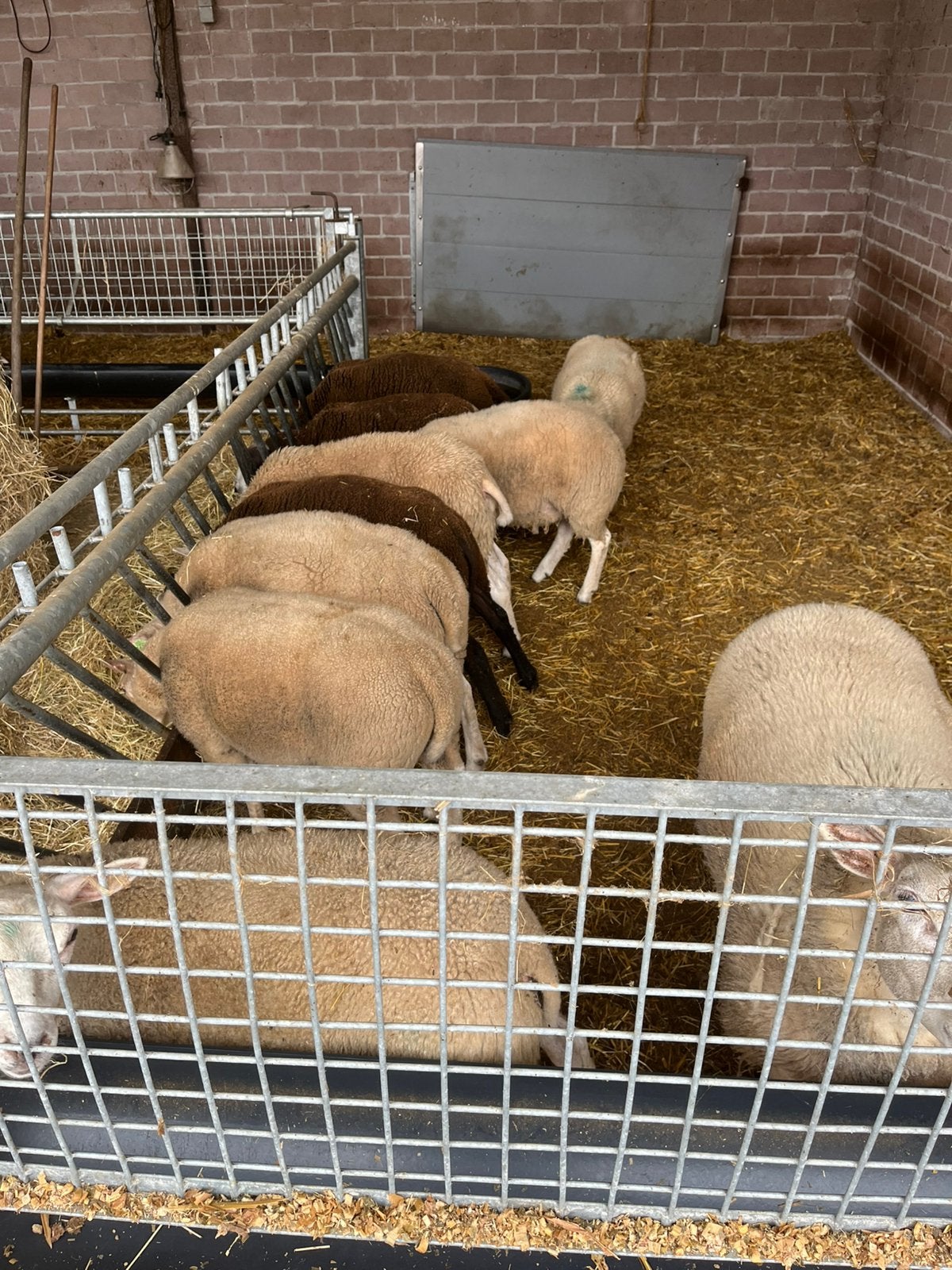 Schapen, Dieren en Toebehoren, Vrouwelijk, Schaap