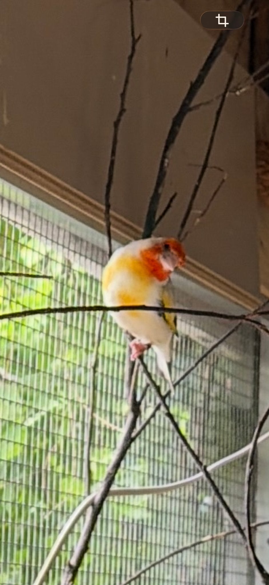 Vogels, Dieren en Toebehoren, Vogels | Overige Vogels, Wildzangvogel, Meerdere dieren