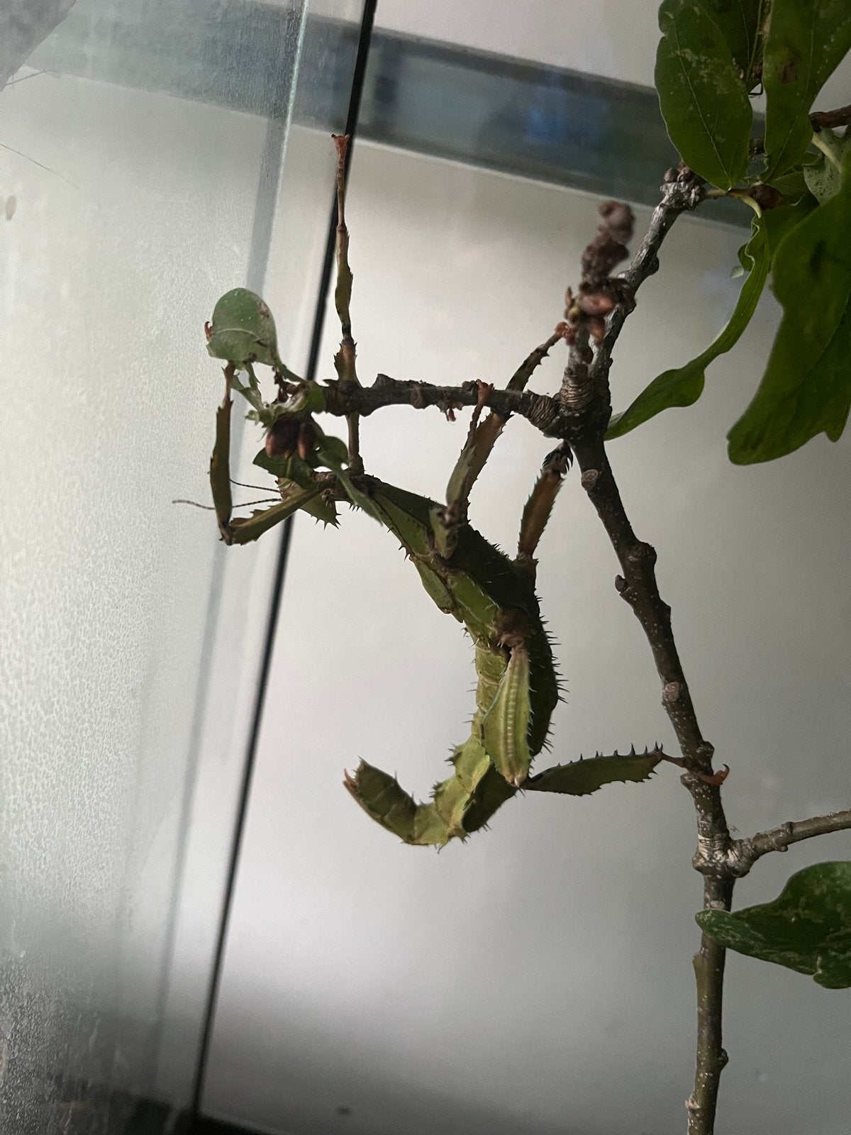 Extatosoma tiaratum PSG 9a “Innisfail”, Augustus, Meerdere dieren