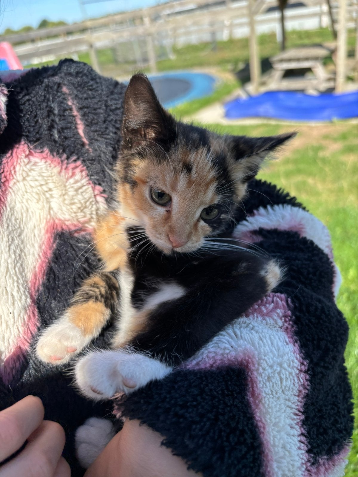 Prachtige boerderij kittens te koop, Dieren en Toebehoren, Katten en Kittens | Overige Katten, Poes