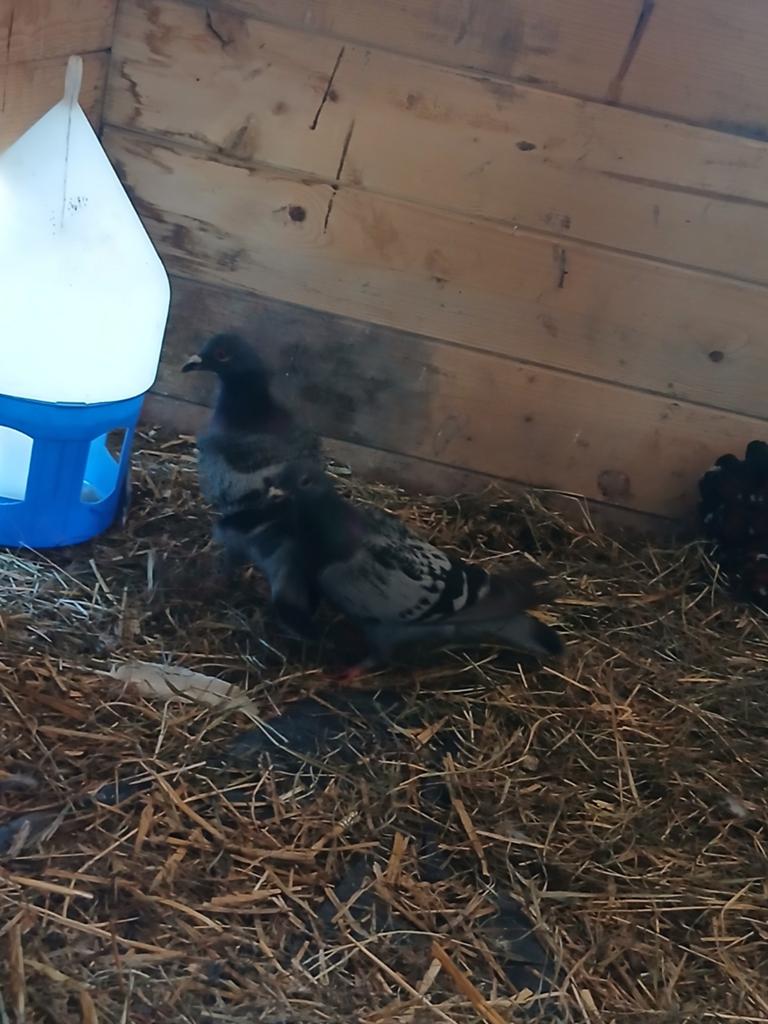 Koppel duiven te koop, Meerdere dieren, Overige soorten