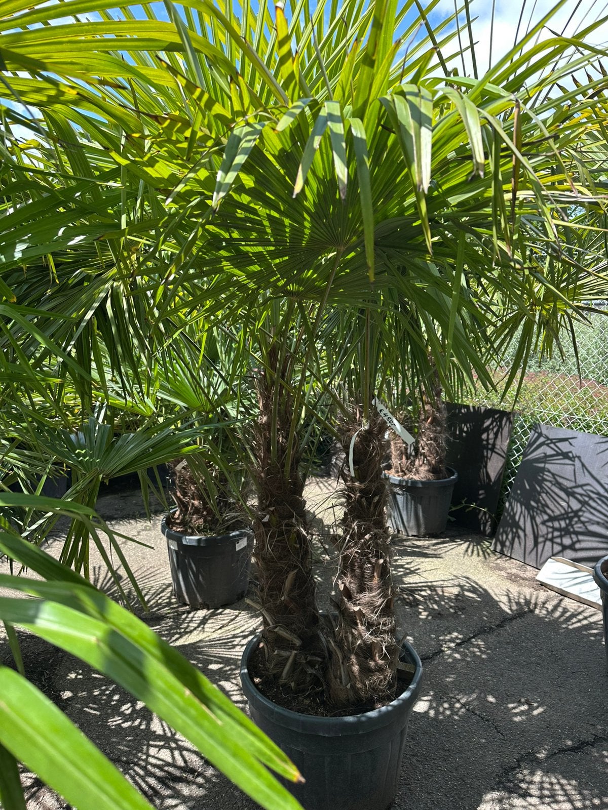 Trachycarpus fortunei palmen palmbomen, Tuin en Terras, Volle zon, Ophalen of Verzenden, 100 tot 250 cm, Zomer
