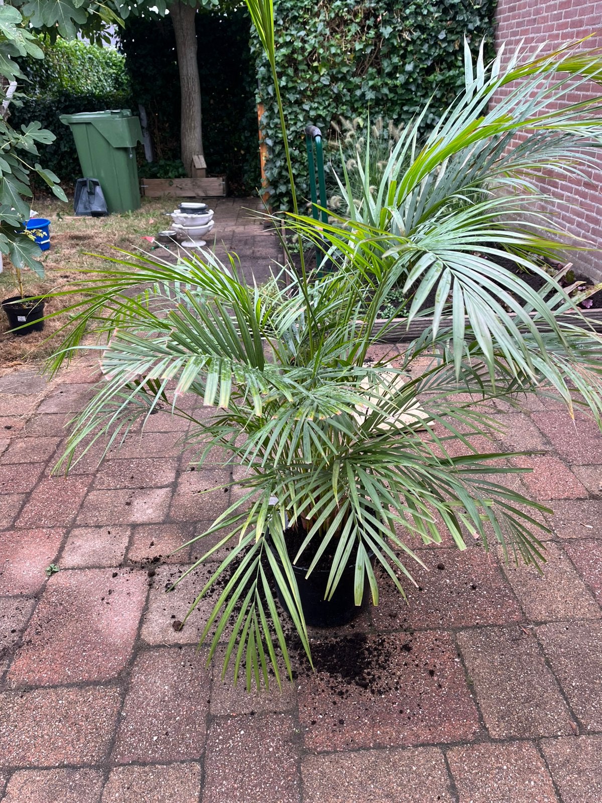 Kamerplant zoekt nieuw huis, Tuin en Terras, Planten | Tuinplanten, Ophalen, Vaste plant, Overige soorten, Volle zon