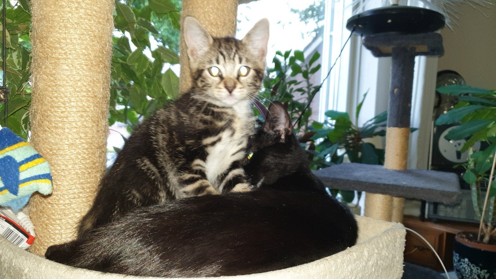 kitten te koop, Dieren en Toebehoren, Poes, Kortharig, 0 tot 2 jaar