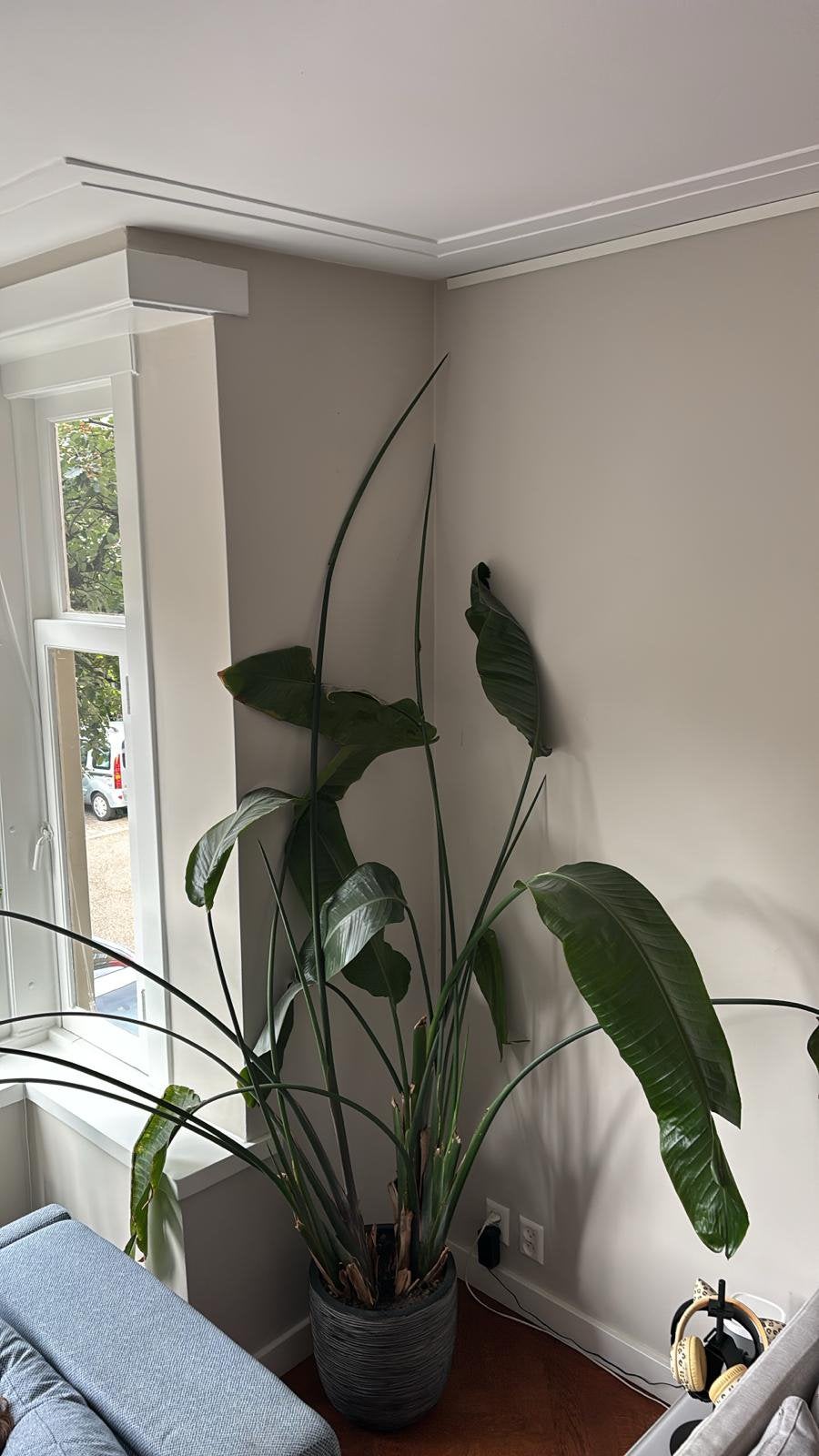 Bananenplant // strelitzia nicolai met pot, Ophalen, Halfschaduw