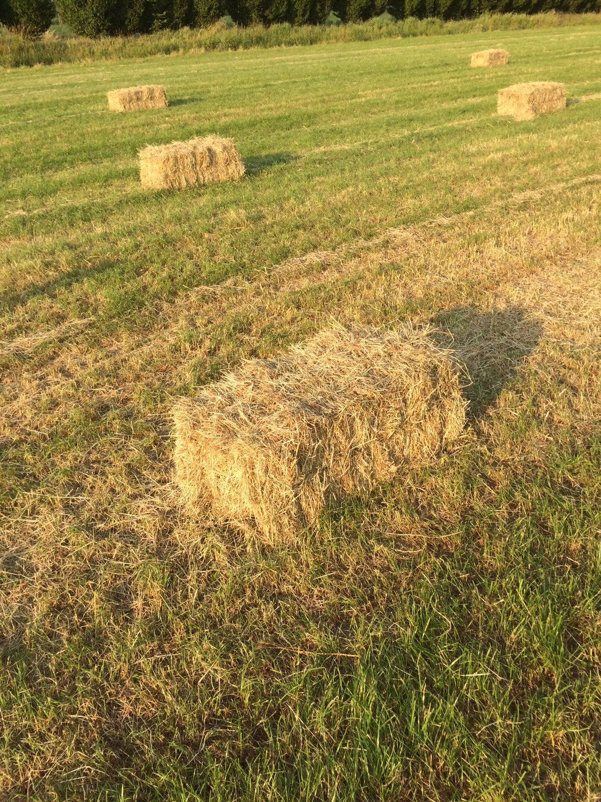 Te koop paken hooi, Ophalen