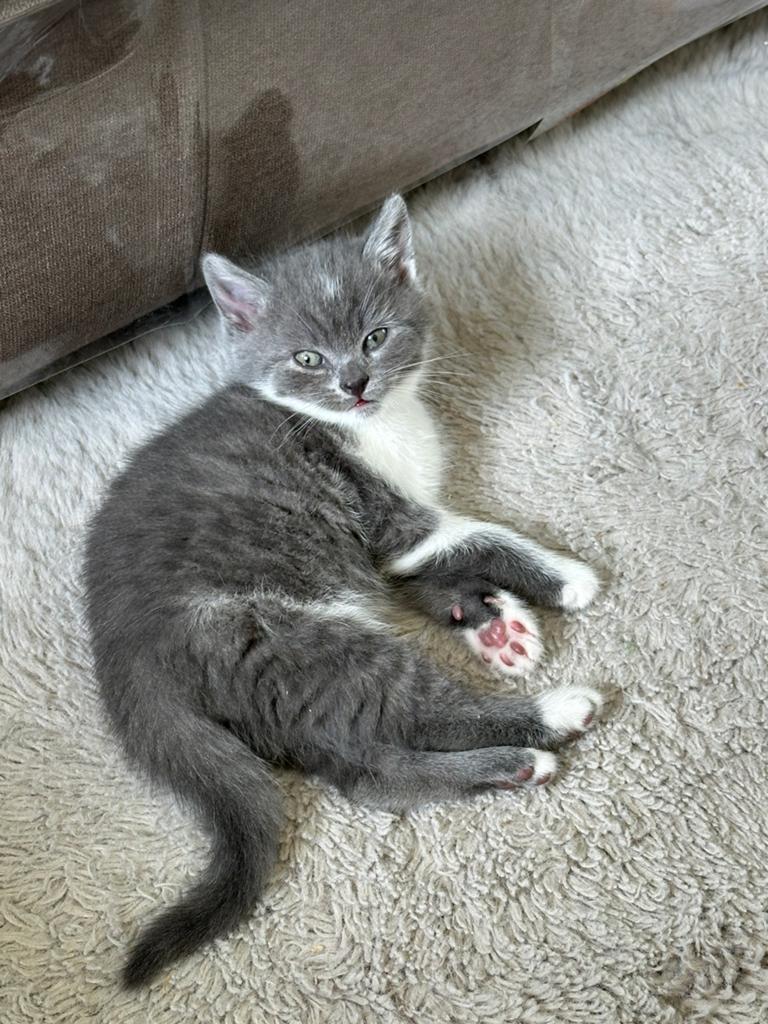 Prachtig lief Katertje zoekt een nieuw baasje, Dieren en Toebehoren, Meerdere dieren, 0 tot 2 jaar