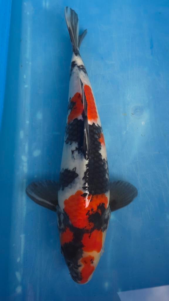 HQ Japanesekoi allemaal met kwekers certificaat 35/55 cm, Karper of Koi