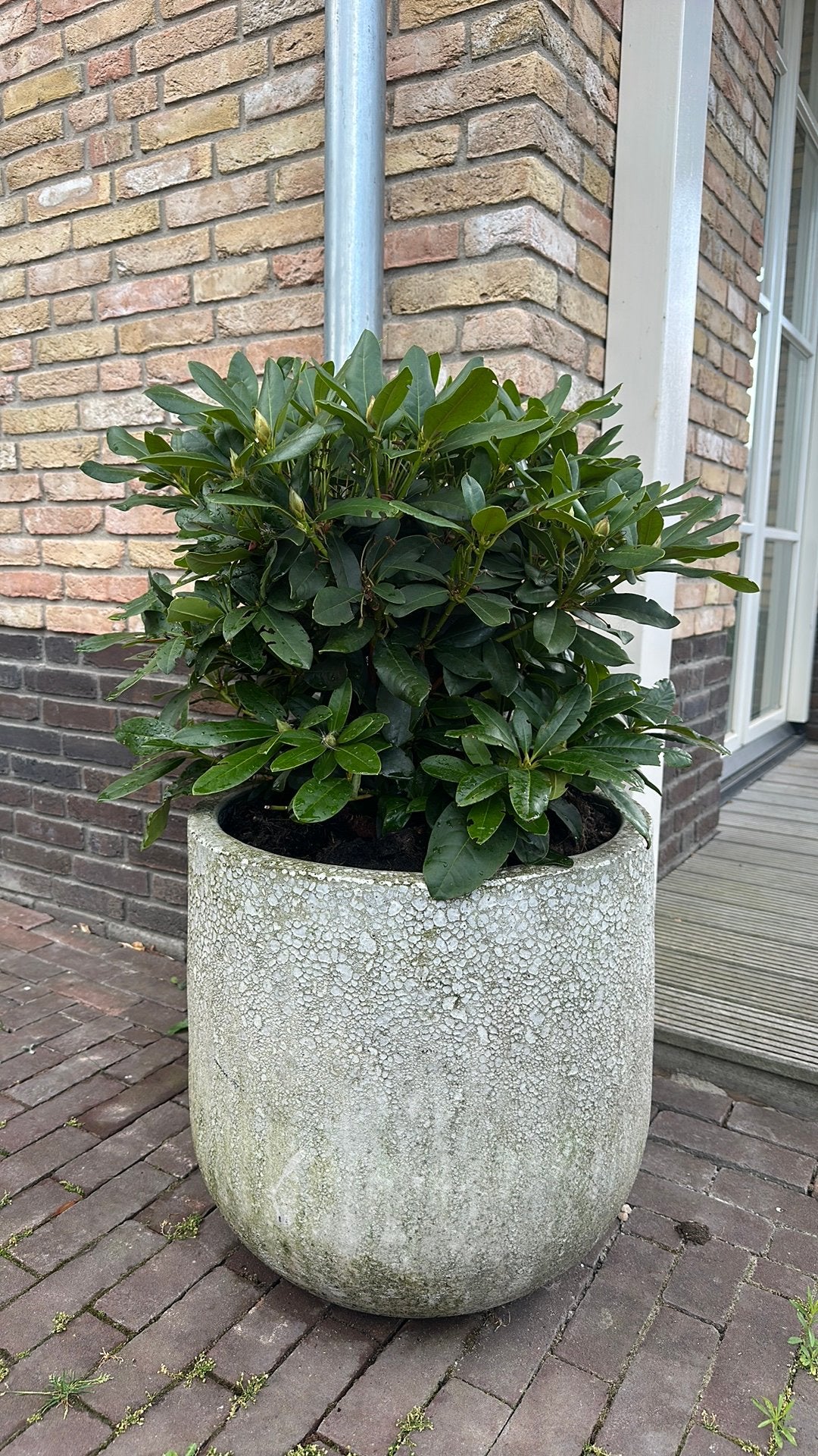 rhododendron wit met pot, Ophalen, Steen, Minder dan 30 cm, Rond