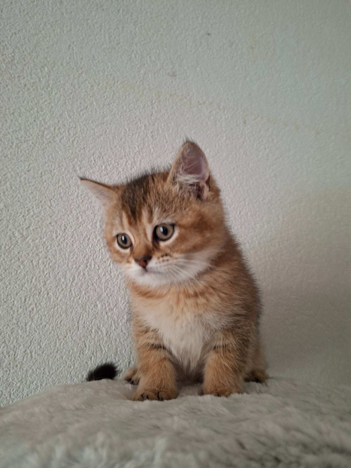 Britse korthaar Katertje, Kater, Ontwormd, 0 tot 2 jaar