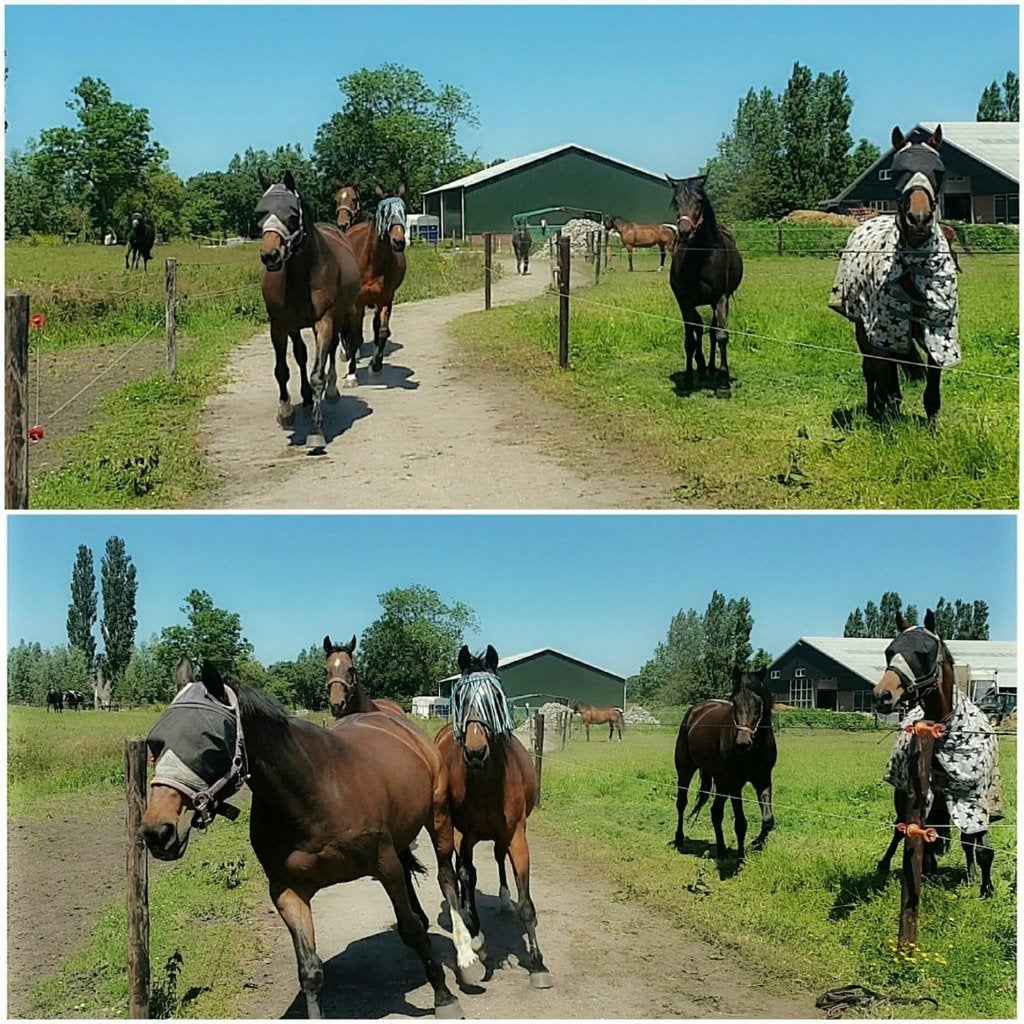 1 box vrij, Weidegang