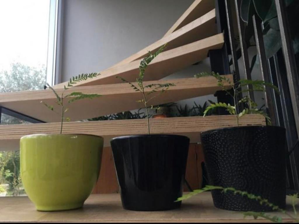 Slaapboompjes Albizia diverse maten en zaden, Overige soorten, Ophalen of Verzenden, In pot, Minder dan 100 cm