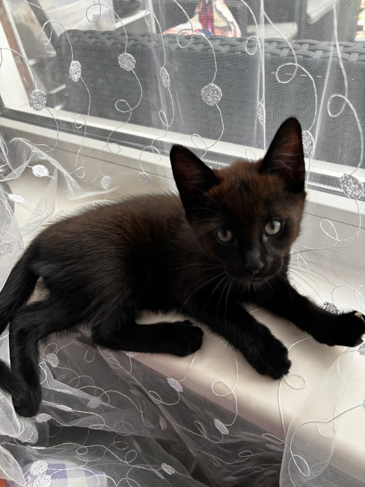 Zwarte katertje, Kater