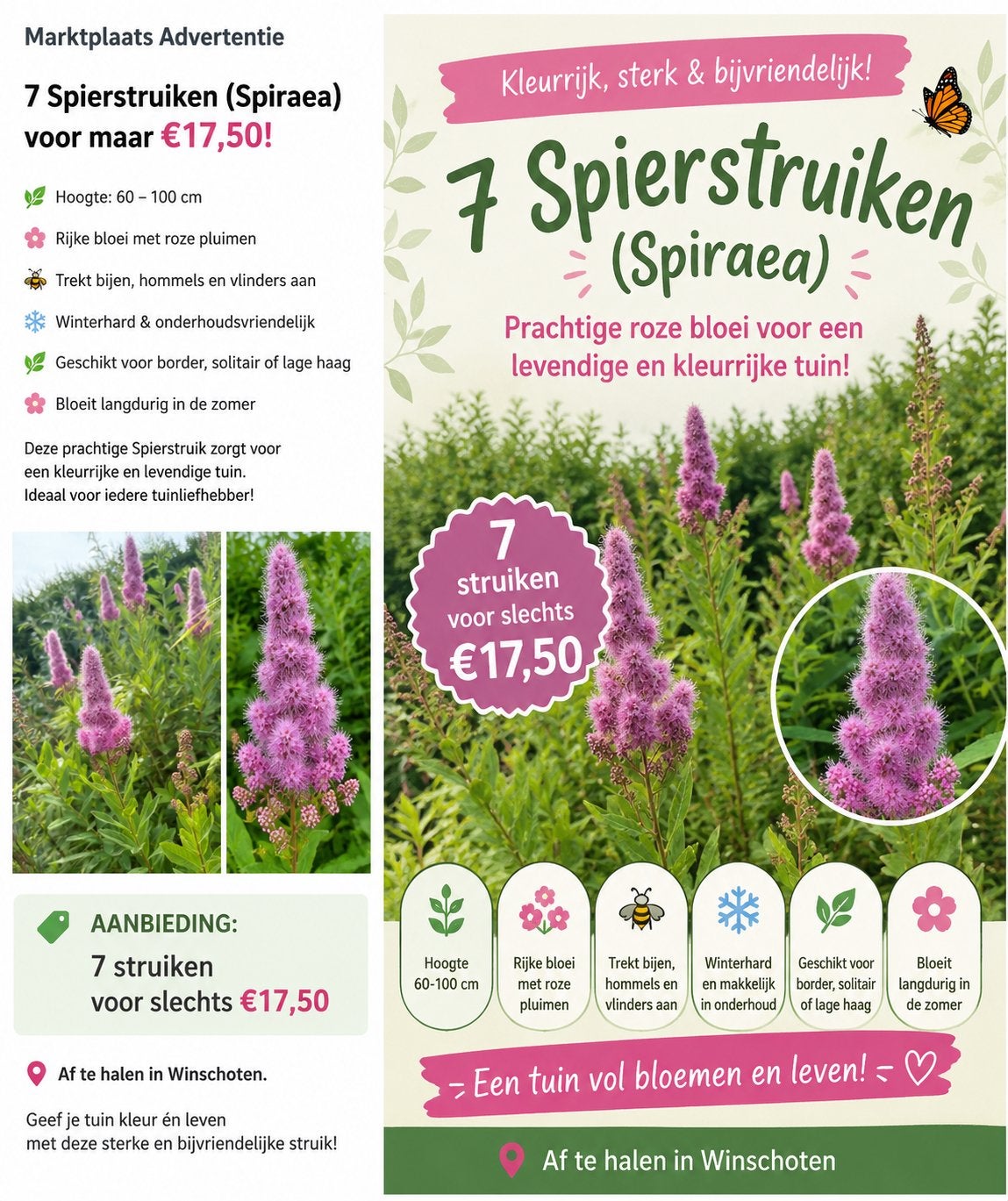 7x Spierstruik (Spiraea) billiardii, Ophalen, Overige soorten, Halfschaduw