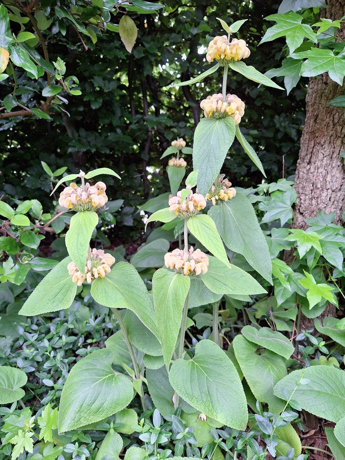 Phlomis, vaste plant ( etageplant), Tuin en Terras, Planten | Tuinplanten, Ophalen, Bodembedekkers, Vaste plant, Halfschaduw