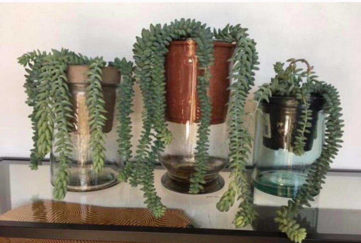 Diverse vazen van glas in verschillende maten BIO planten, Ophalen, Zo goed als nieuw, Overige kleuren, Glas