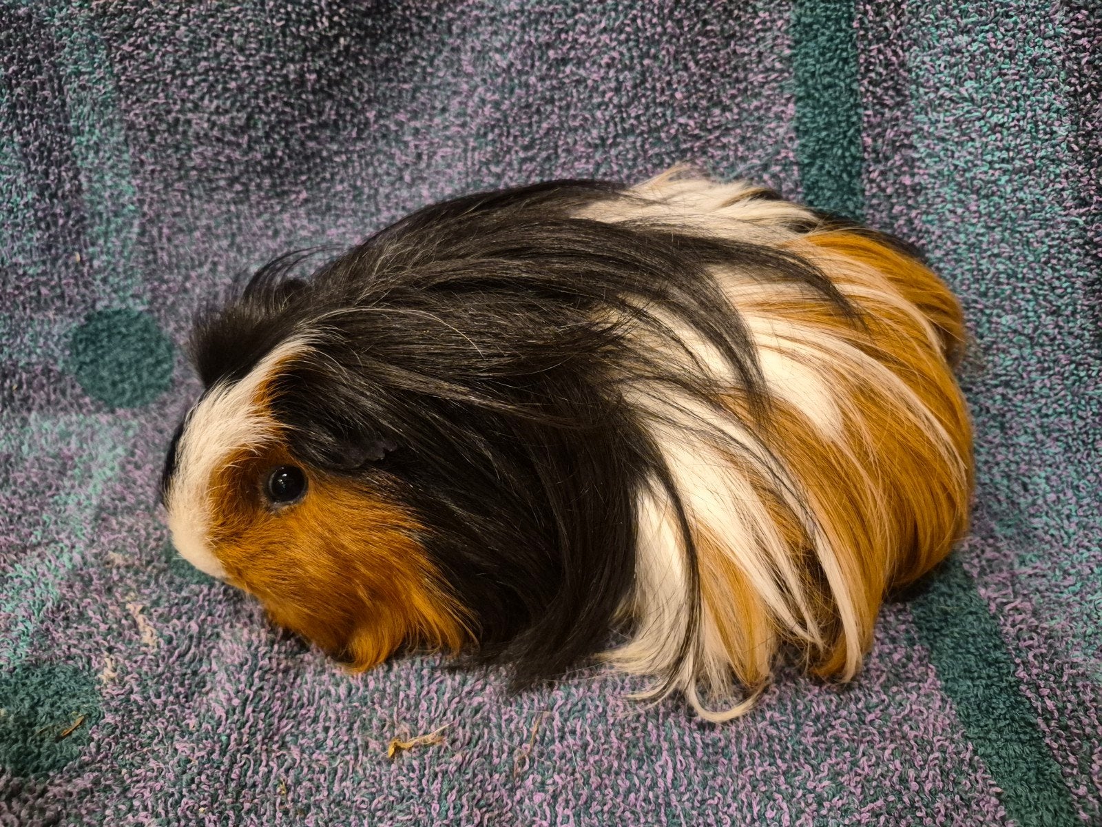 Driekleur sheltie zeug, Augustus, Vrouwelijk, Cavia