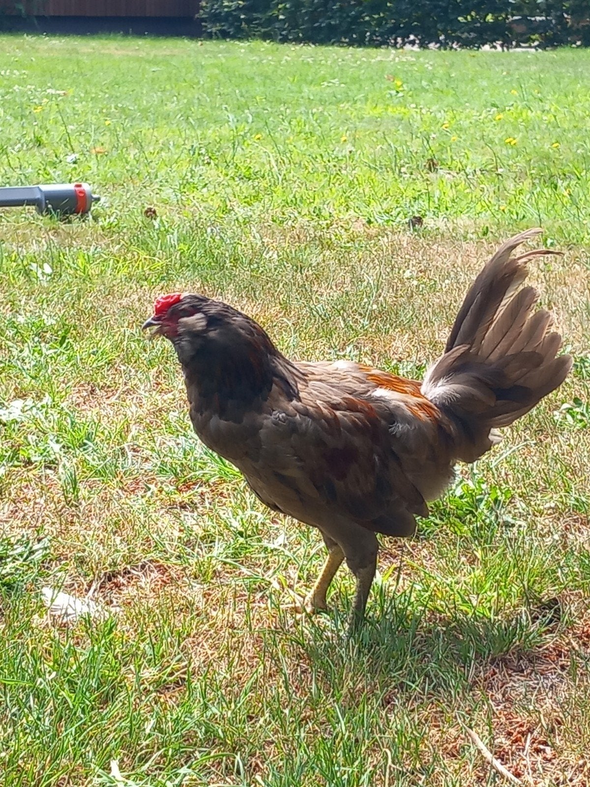 Haantjes araucana en witte leghorn, Dieren en Toebehoren, Pluimvee, Mannelijk, Kip