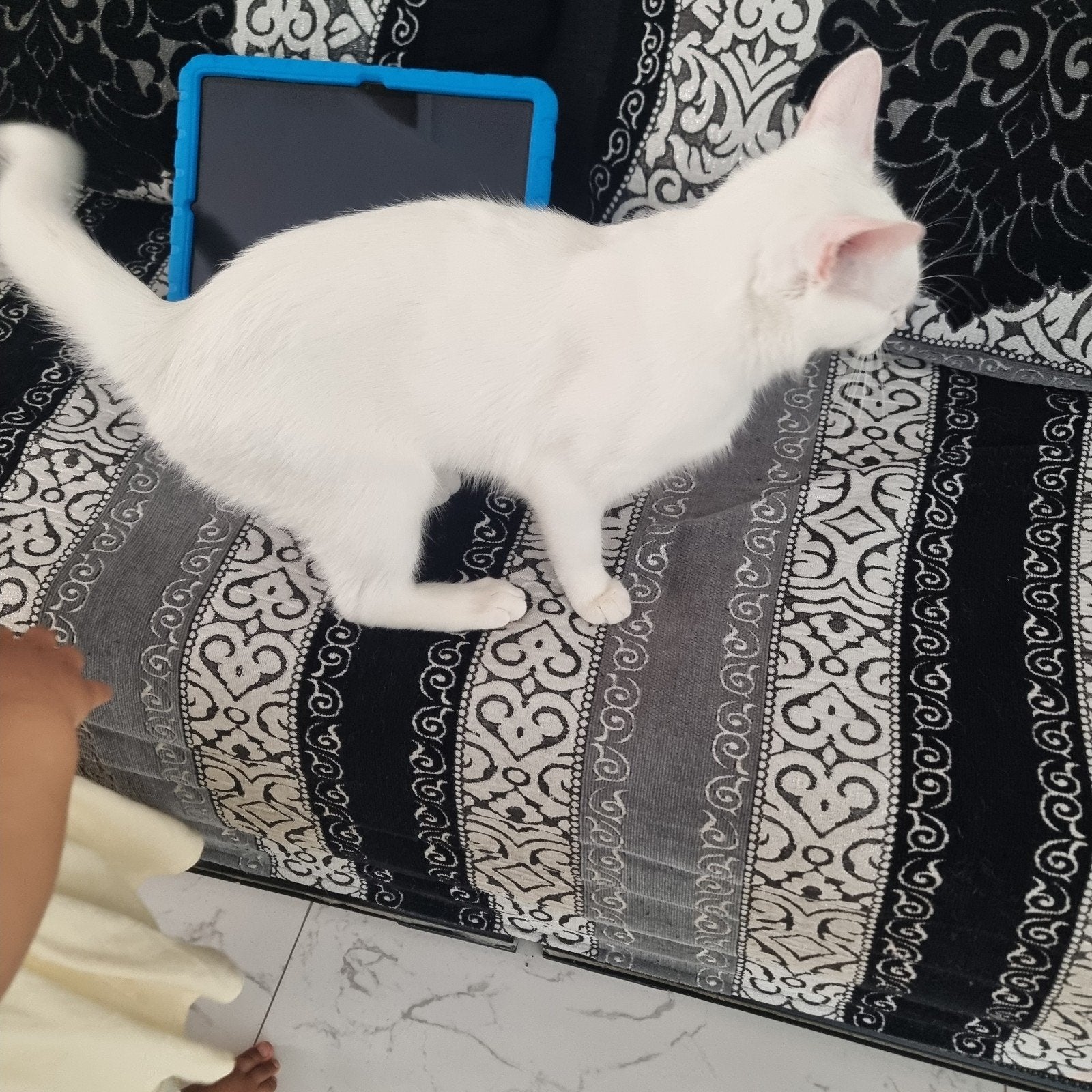 Gratis kat, Poes