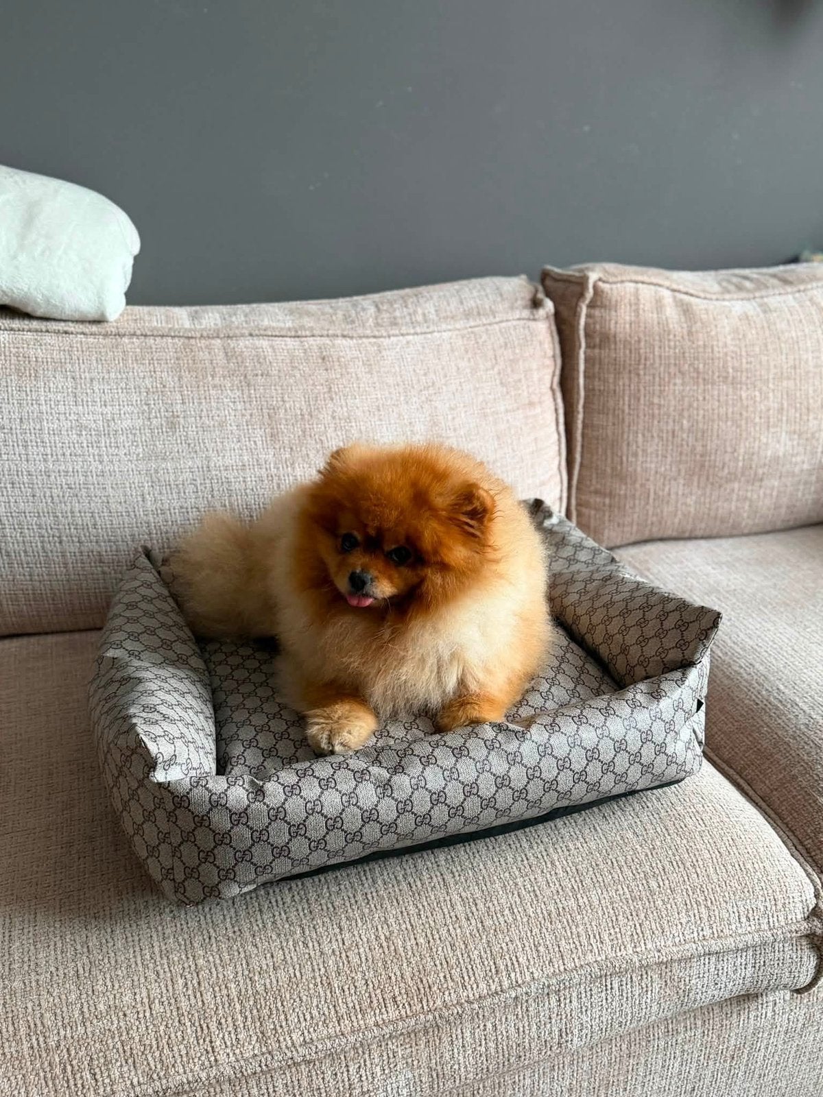 Gg style honden mand katten mand pu kleine hond, Ophalen, Nieuw