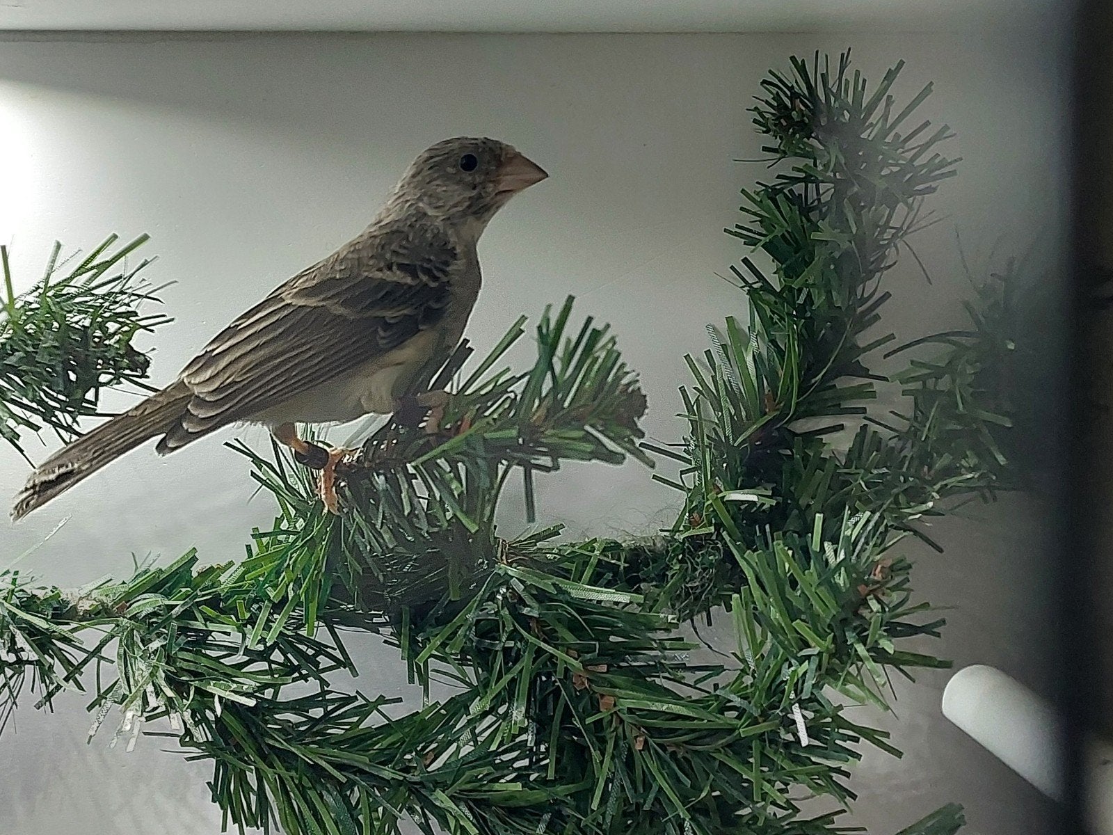 Edelzangers, Meerdere dieren, Geringd