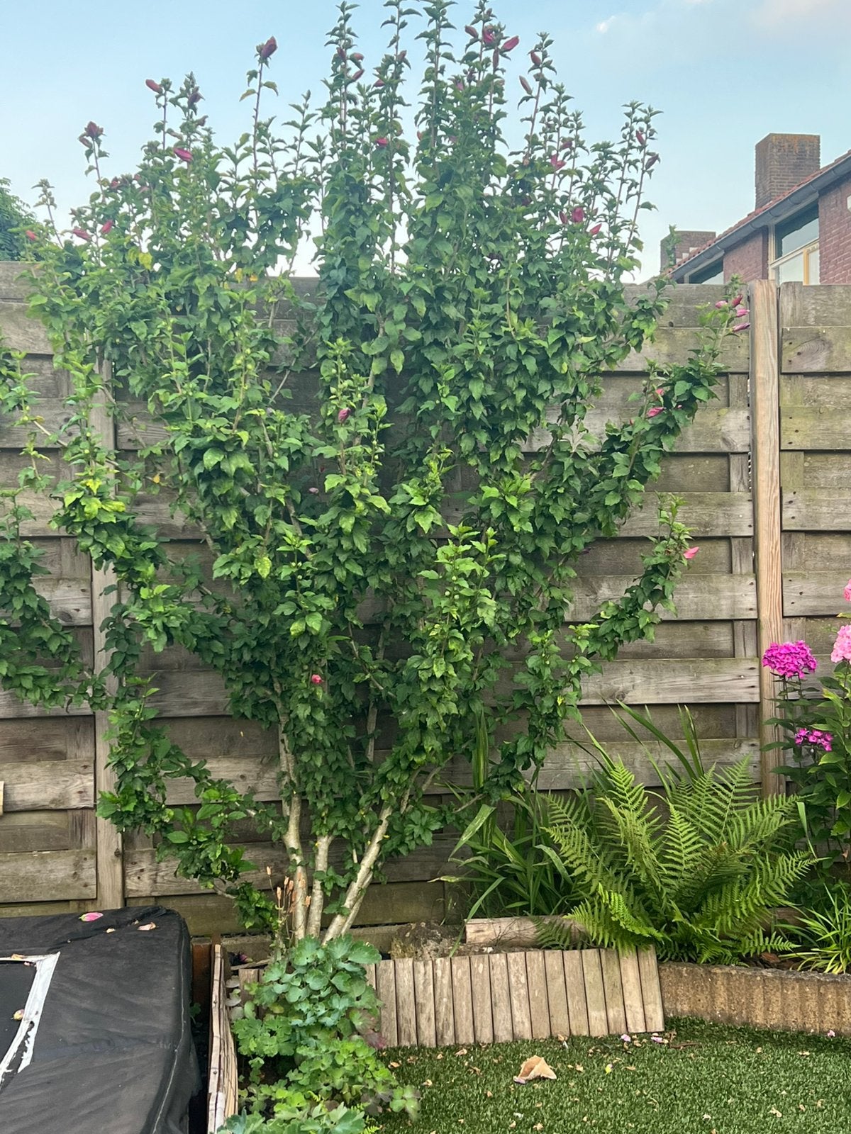 Mooie Hibiscus struik, Overige soorten, 100 tot 250 cm, Zomer, Ophalen