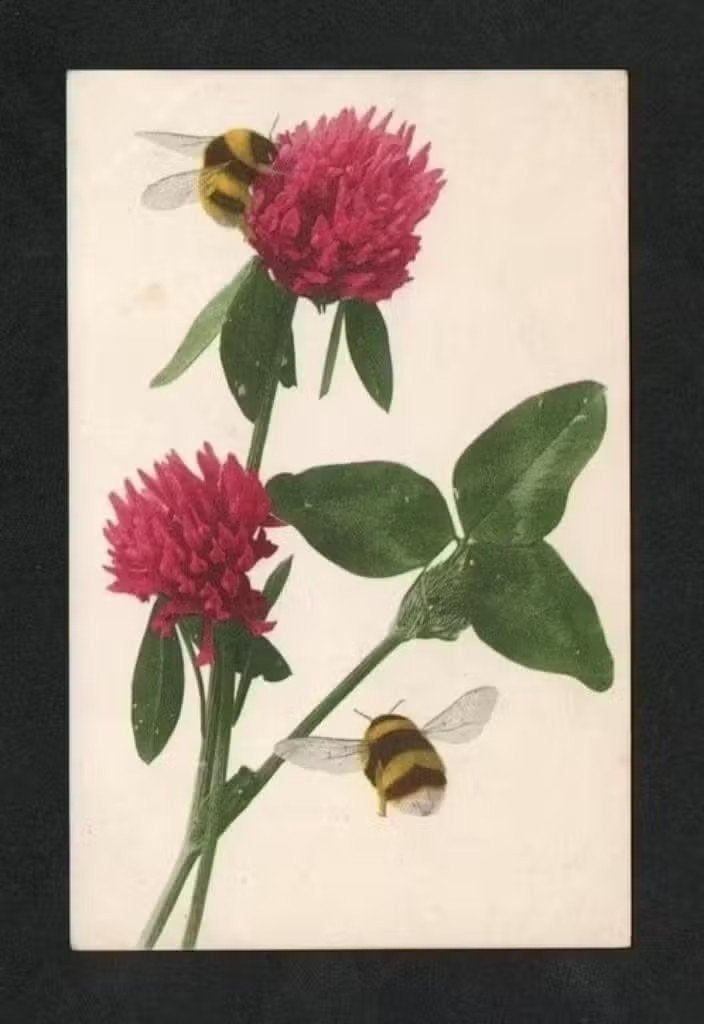 Hommels Bombus Insecten Rode Klaver voor 1920., Verzamelen, Ophalen of Verzenden, Voor 1920, Ongelopen, Overige soorten