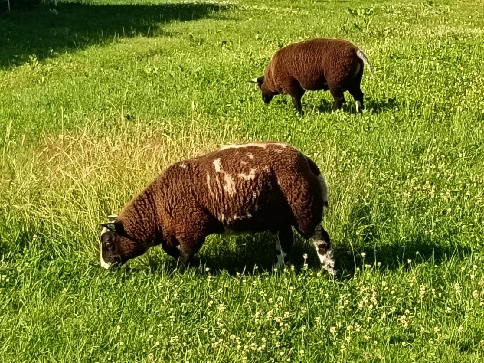 Jonge bonte rammen, Mannelijk, Schaap