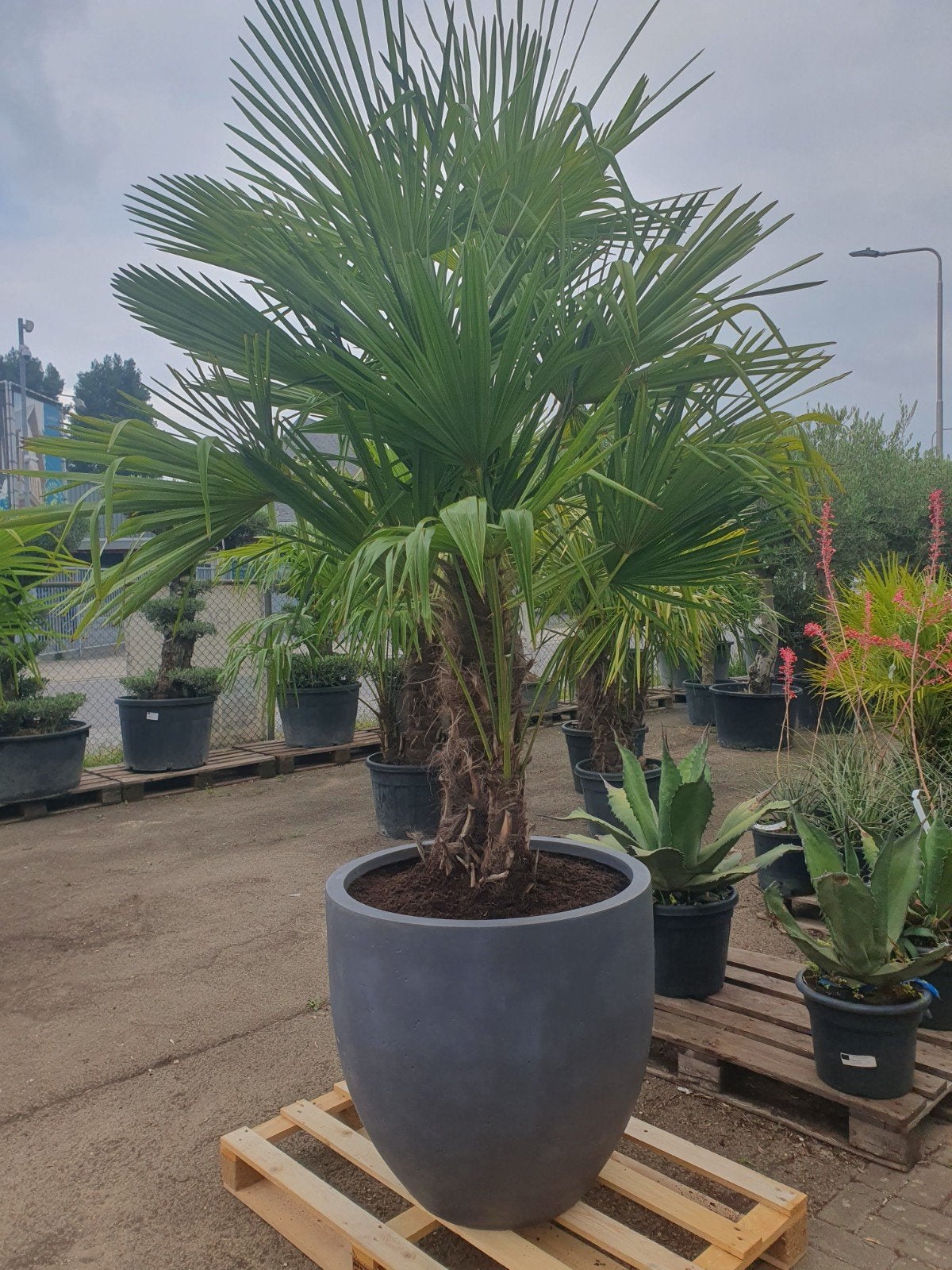 dubbelstam palm in deco pot, Bloeit niet, 100 tot 250 cm, Palmboom, Ophalen