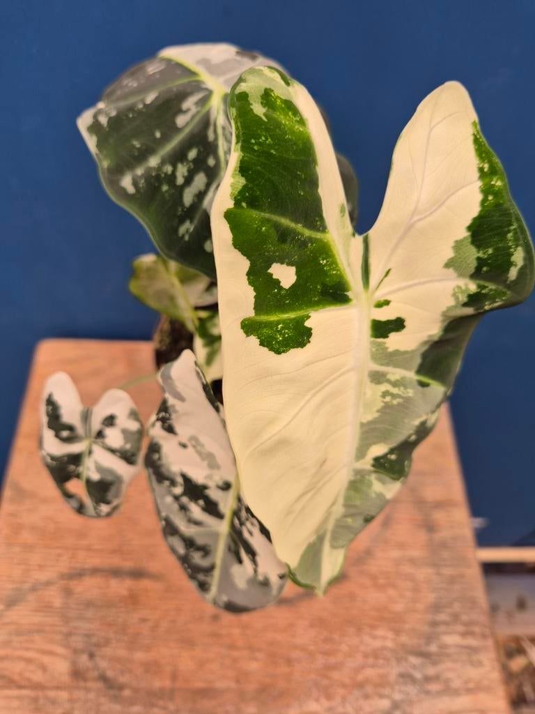 Alocasia Frydek Variegata p11 (8)