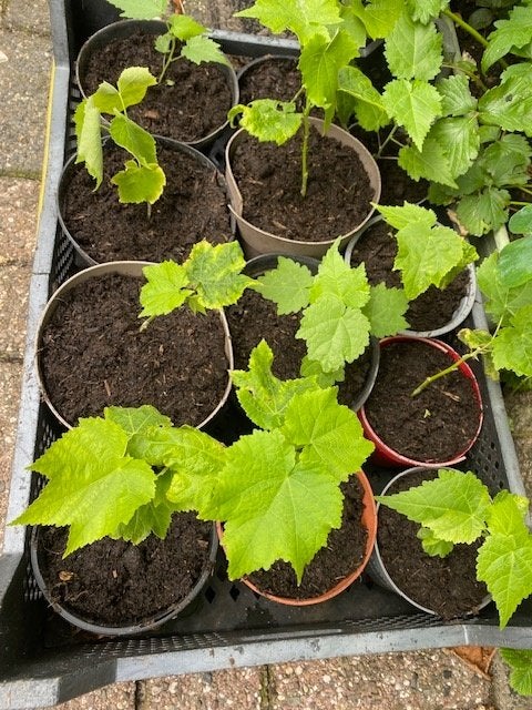 abutilon stekken, Ophalen, Vaste plant, Overige soorten, Halfschaduw