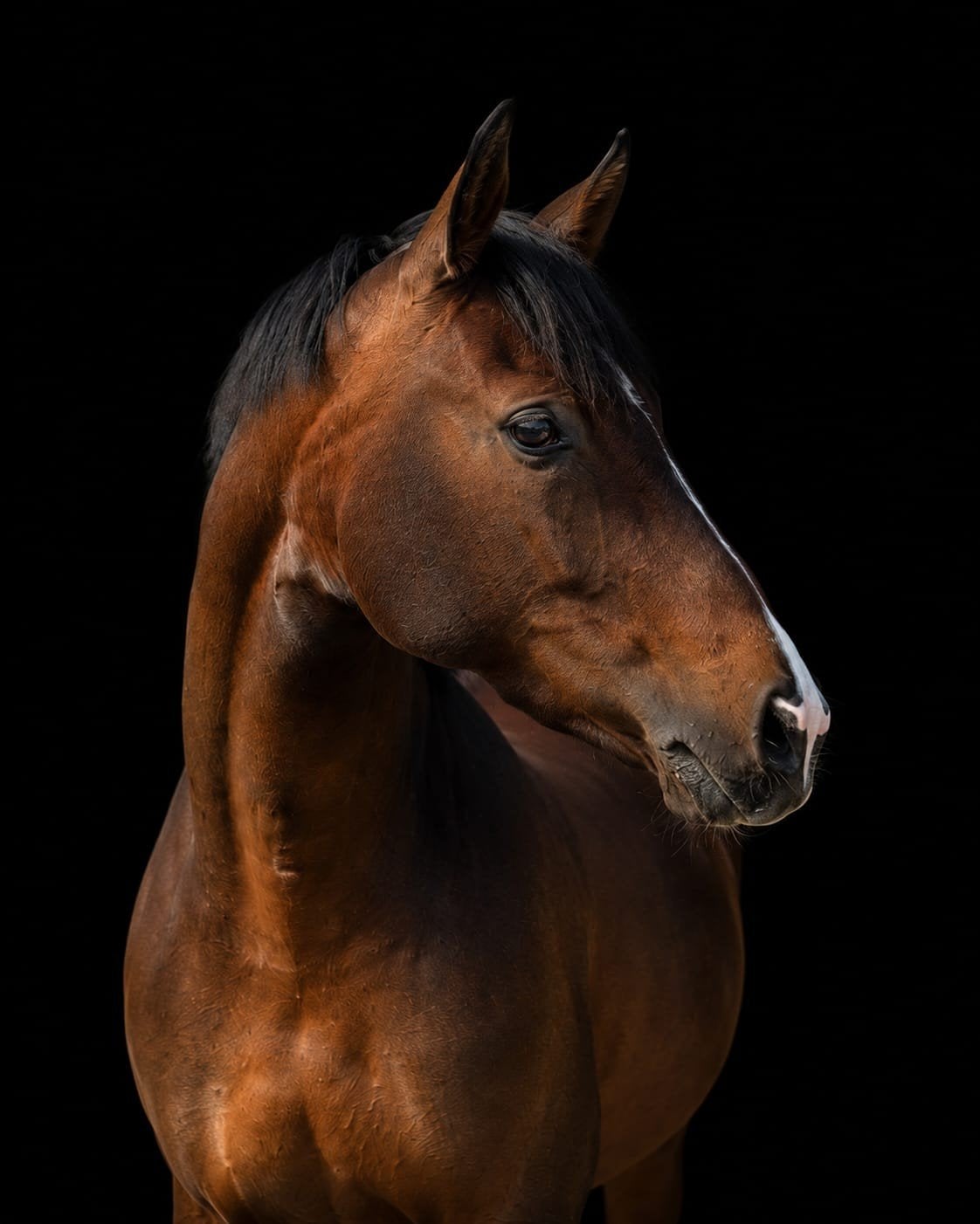 Mooie 4-jarige merrie – Qatar ter Saleghem x Solid Gold Z, Dieren en Toebehoren, Merrie, 160 tot 165 cm, Dressuurpaard, 3 tot 6 jaar