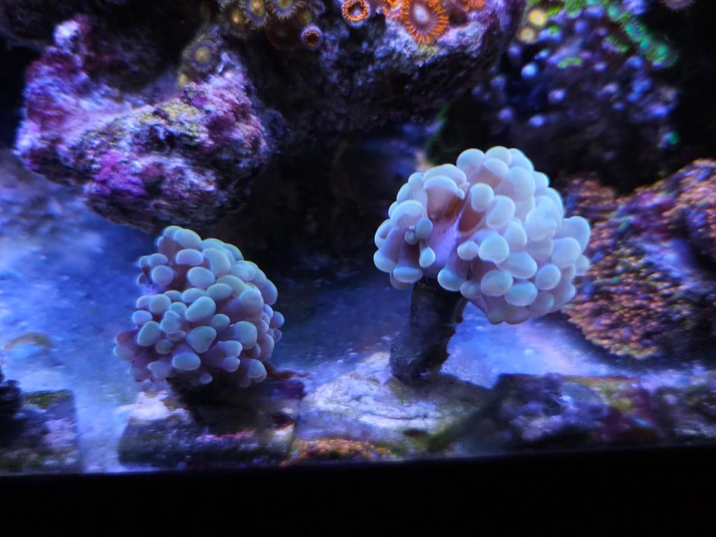 Goud hamer euphylia koraal LPS, Dieren en Toebehoren, Ophalen