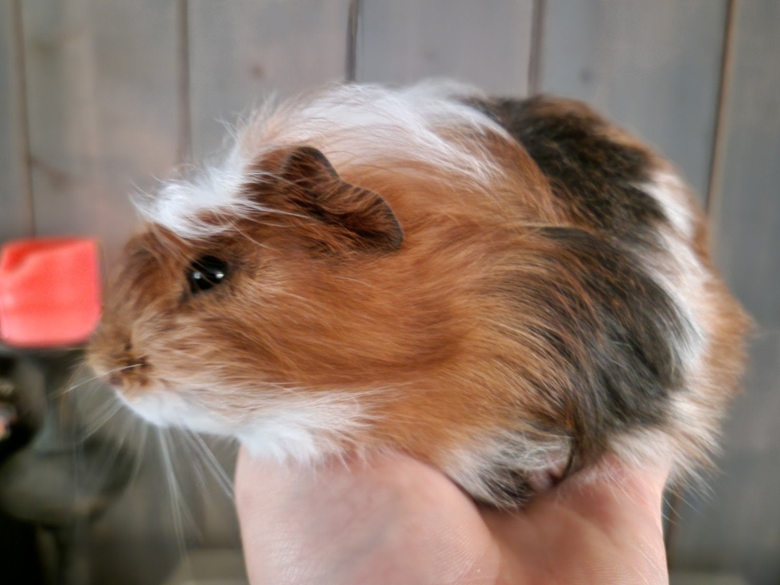 cavia broertjes zoeken 5 sterrenhuisje, Dieren en Toebehoren, Juni, Mannelijk, Cavia