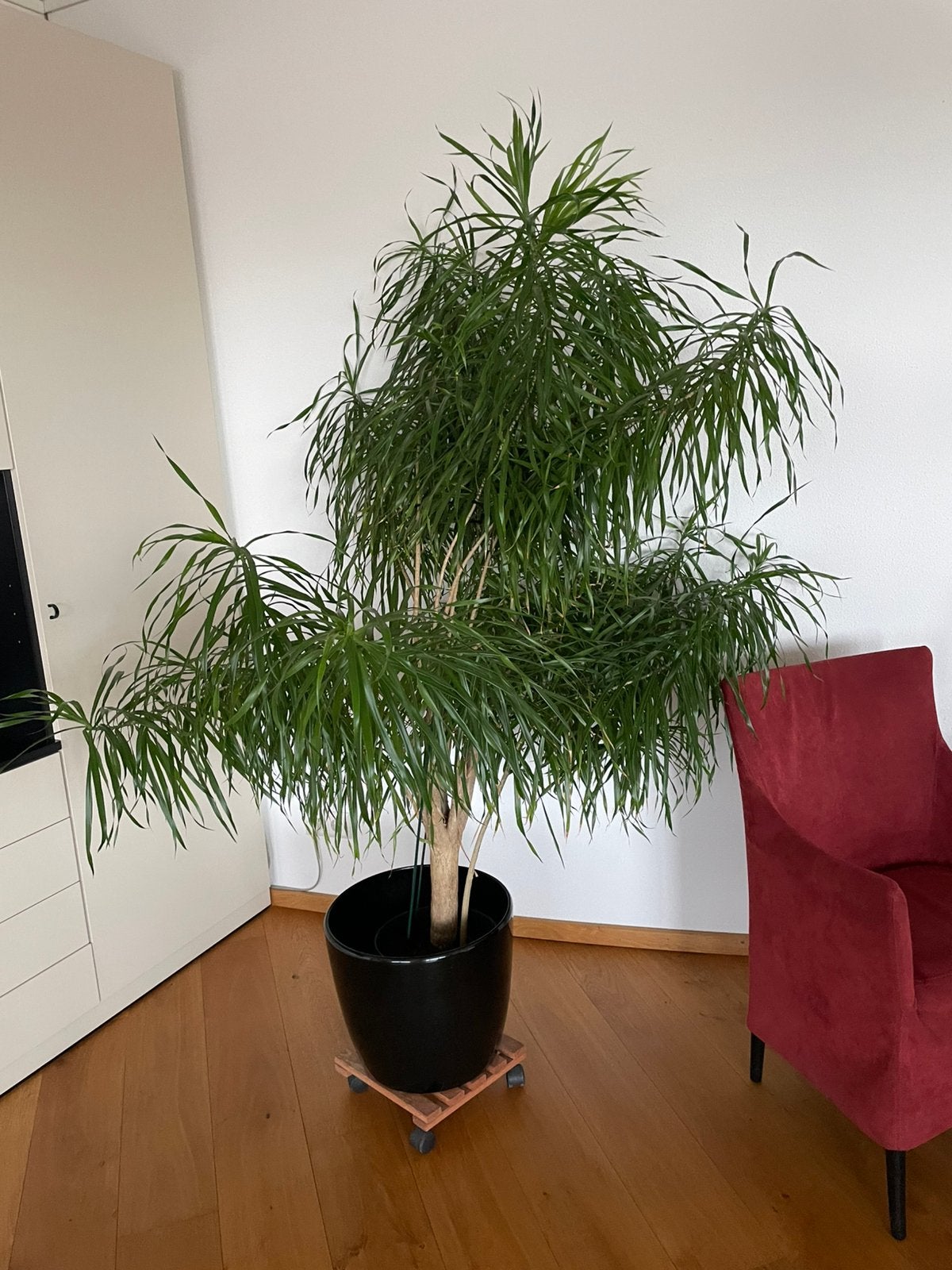 Dracena plant, Huis en Inrichting, Kamerplanten, Ophalen, Palm, Halfschaduw, In pot