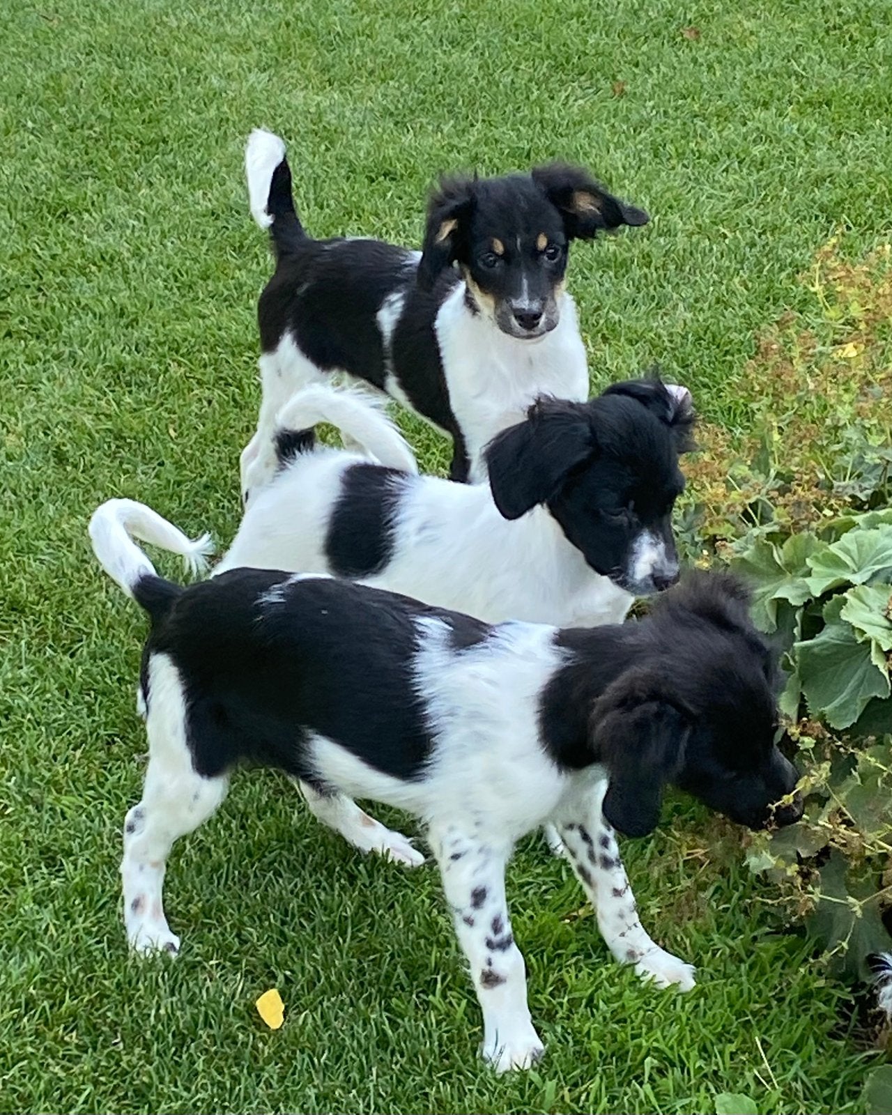 Prachtige FRIESE STABIJ x HEIDEWACHTEL pups