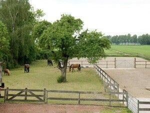 Stalling Gezocht, Dieren en Toebehoren, Stalling en Weidegang, Stalling