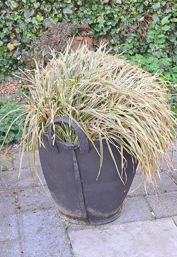 Grote pol Japanse zegge (Carex) - zonder pot, Vaste plant, Siergrassen, Ophalen of Verzenden, Bloeit niet