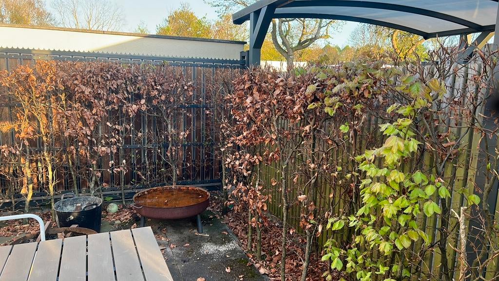 GRATIS - Partij beukenhagen af te halen, Ophalen of Verzenden, Overige soorten, 100 tot 250 cm