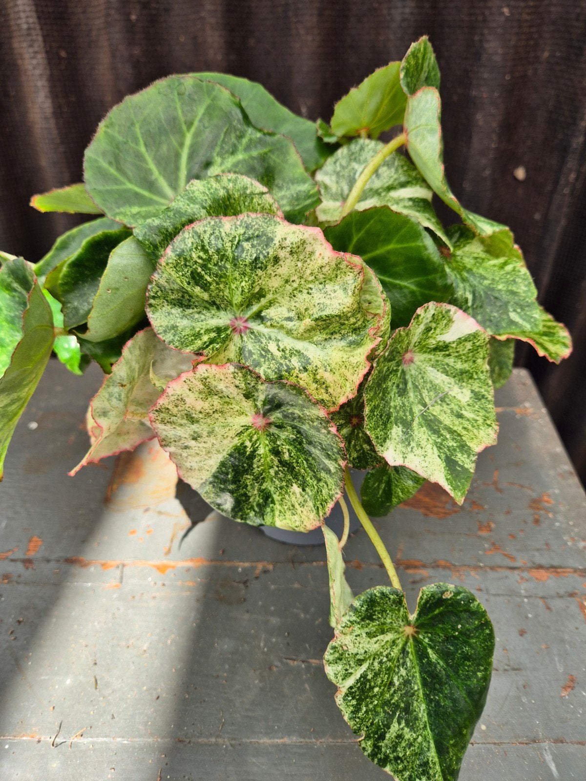 Begonia Rouge Variegata p13 (A), Ophalen of Verzenden, Halfschaduw, Minder dan 100 cm