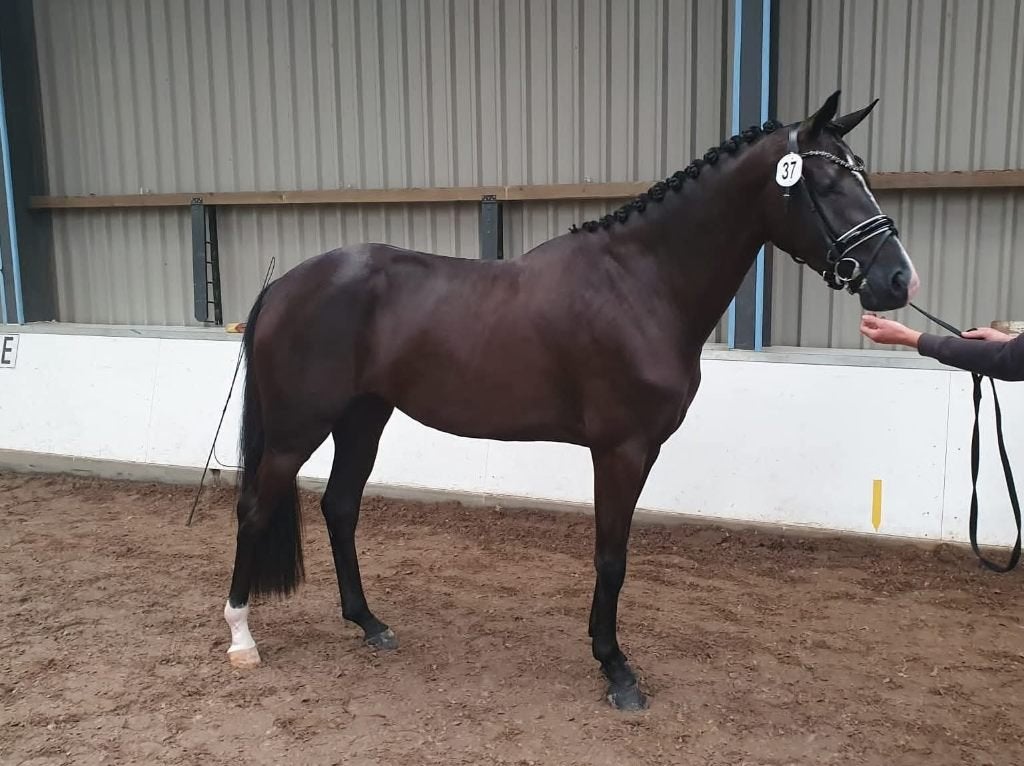 Top kwpn zwarte Elite (fok) merrie van Totilas, Merrie, Met stamboom, Dressuurpaard, 7 tot 10 jaar