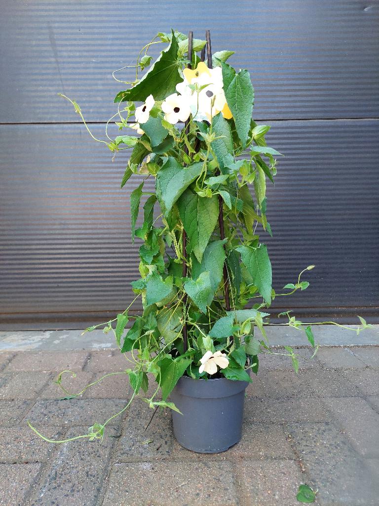 Thunbergia Alata - Suzanne-met-de-mooie-ogen (wit) H: 73 cm., Ophalen, Volle zon, Eenjarig, Klimplanten