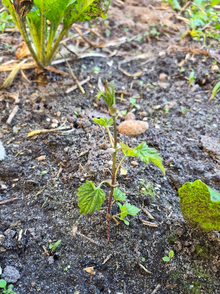 Hop plantje, Tuin en Terras, Planten | Tuinplanten, Ophalen