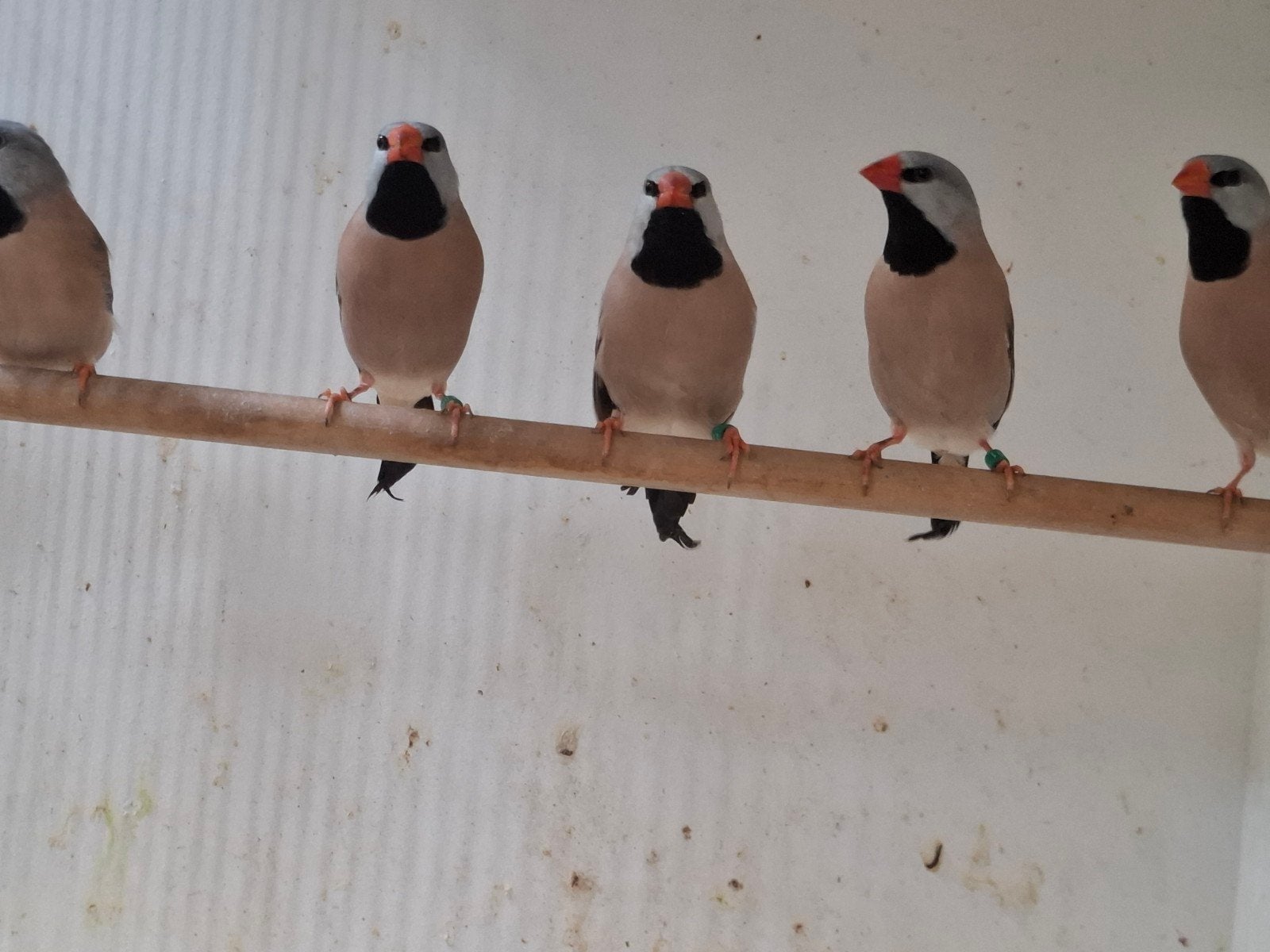 6 mooie spitsstaartamadine te koop., Dieren en Toebehoren, Vogels | Overige Vogels, Meerdere dieren, Wildzangvogel, Geringd